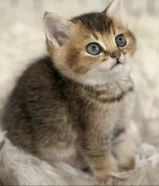 قطط للبيع مو للتبني الاعمار شهر ونص الى 4 اشهر