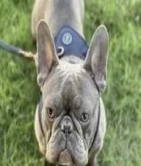 Pure male bulldog puppy