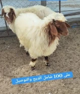 لبيع طليان