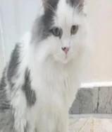 قط شيرازي للتبني مع جميع أدواته