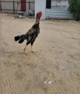 للبيع دياج تايلندي