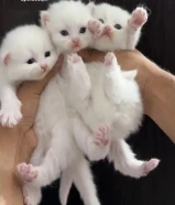 Pure Persian Kittens For Sale
