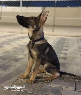 سيبل ورك لاين مع بدقري