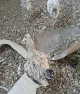 180. حبه دجاج حباحب
