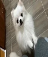 For mating , stud service male pomeranian