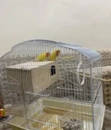 ببغاء روز لتينو