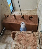 ove birds for sale