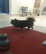 كلب بومرينيان