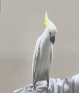 كوكاتو للبيع سلفر