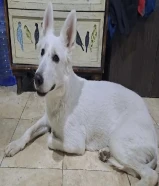 White Swiss German Shepard