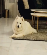 جراوي سامويد samoyes puppies للبيع اهالي وارد الخارج شعر طويل حجم ضخم pure breed عمر 80 يوم