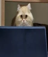 قط ذكر للتبني، لدية رغبة في التزاوج97399717