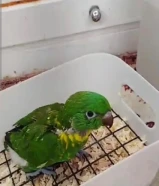 فرخ سكالي لوري