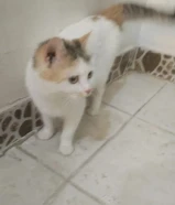 قطة للتبني