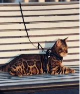 قطط بنغال بيور الوان بني تبارك الرحمان Exotic pure bengals kittens