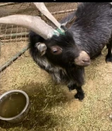 للبيع تيس چيكي قزم