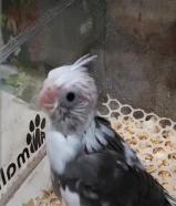 للبيع فرخ كروان إنجليزي ب30 مع حضانه وعس وابرة عس