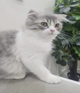 قطط باي كولور