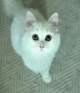 قطط كيتين عمر شهرين الفصيلة راح دول شيرازي