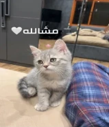 للتبني سكوتش ستريت وسيامي