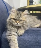 قطو عمره 3 شهور