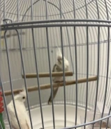 طيرين كروان