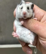 هامستر سوري & Syrian Hamster