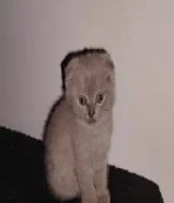 كيتن للبيع سكوتش فولد الاعمار شهر ونص سته خمس صفر ثلاث ثلاث اربع اربع تسع kitten Scottish56611866