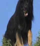 مطلوب تبني كلب