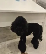 Toy poodle