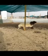 للبيع خروف نعيمي شرط السمنه97865643
