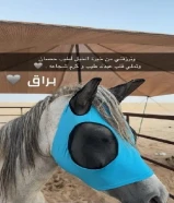 حصان عربي مصري بلدي