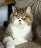 قط British Longhair لون Golden Shaded Bi-Color نادر جدًا – للبيع بالكويت