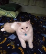 قط شيرازي للبيع