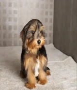 مالتيبو ذكر أوكراني لعوب