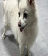 للبيع بيعة سريعة قابل للمسومه