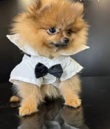 Adorable teacup Pomeranian 7 months DM for more info