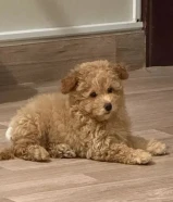 توي بودل نثيه عمرها شهرين ونص حالتها ممتازه جدا