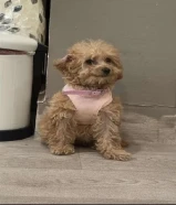 للبيع كلب بودل العمر 3 اشهر نثيه