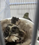 زوج كناري تحته فروخ