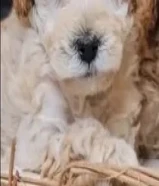 للبيع توي بودل ذكر