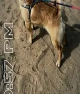 ما يوصخ بل بيت اليف مايعض ابد يمشي معاك بدون حبل قابل للبدل مع سيكل