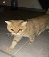 قطوة سكوتش فولد اتوقع حامل