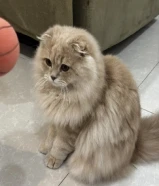 قط سكوتش فولد