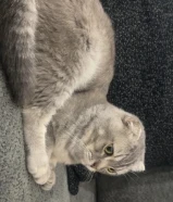 سكوتش فولد ذكر للبيع