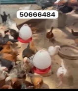 للبيع فروخ عربي هاي لاين