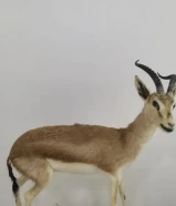 للبيع غزال محنط