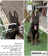للبيع نثيتين يراوي سيبل