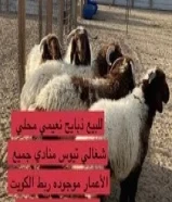 ذبايح طليان تيوس ومنادي90092869
