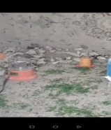 للبيع فروخ دجاج عربي